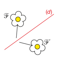 symétrie axiale d’une fleur